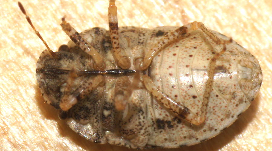 Rounded Shield Bug (Kapunda tepperi)