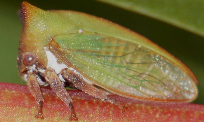 Acacia Horned Treehopper (Sextius virescens)