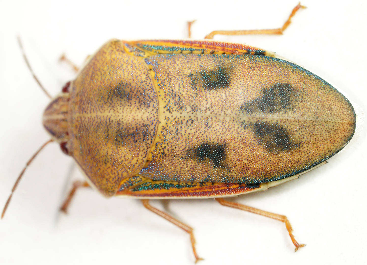 Green Shield Backed Bug (Coleotichus costatus)