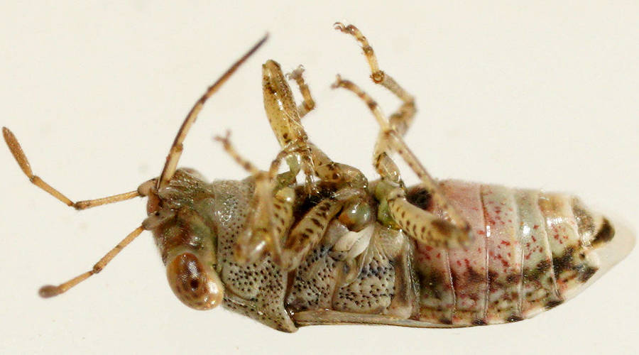 Grey Big-eyes Bug (Unicageocoris griseus)