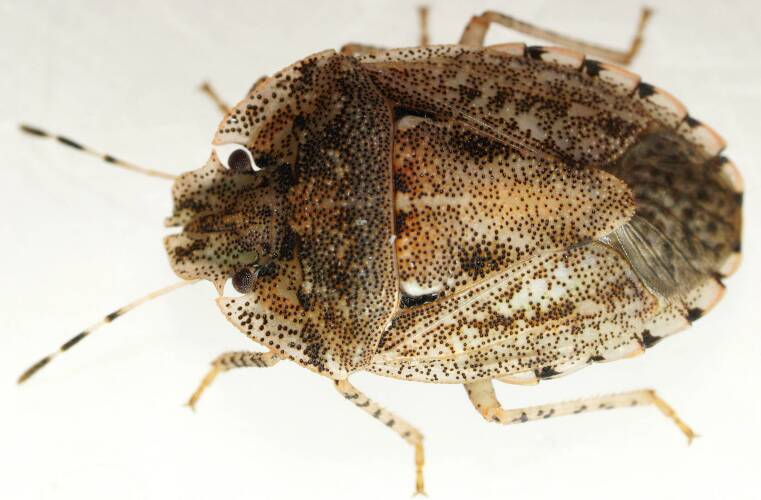 Lovely Flat-headed Bug (Cephaloplatus (Cephaloplatus) bellus)