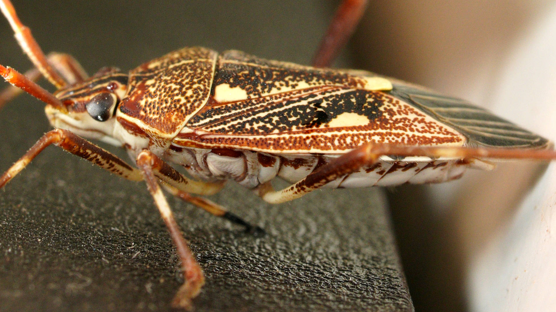 Reddish Shield Bug (Poecilometis alienus)