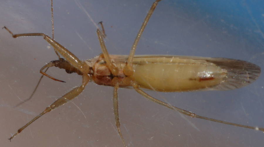 Pacific Damsel Bug (Nabis kinbergii)
