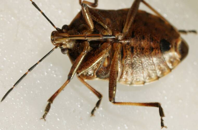 Brown Soldier Bug (Cermatulus nasalis ssp nasalis)