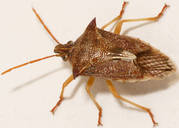 Spined Predatory Shield Bug (Oechalia schellenbergii)