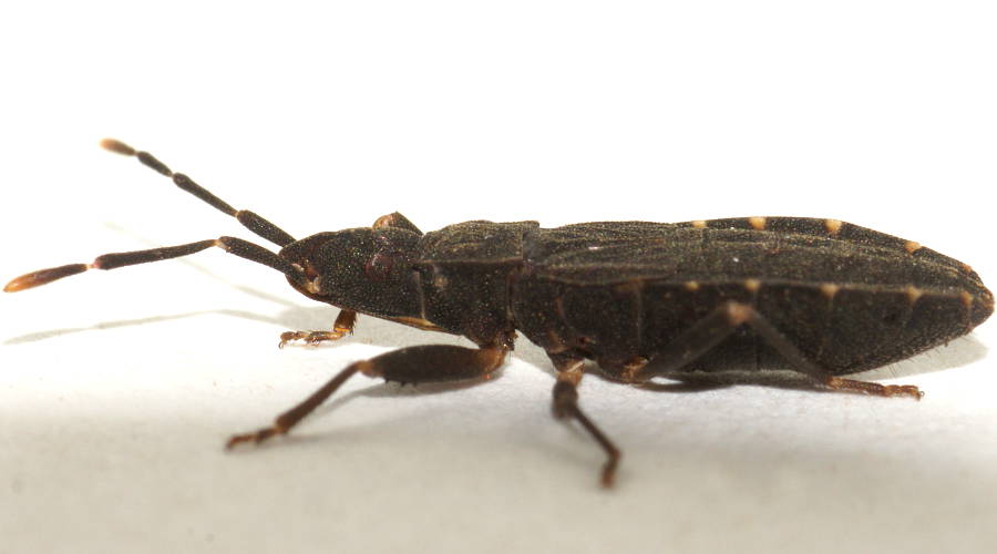 Ground Dwelling Bug (Maevius sp)