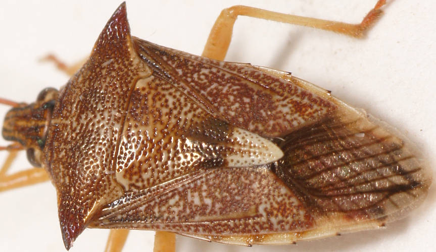 Spined Predatory Shield Bug (Oechalia schellenbergii)