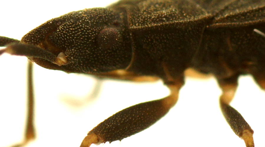 Ground Dwelling Bug (Maevius sp)