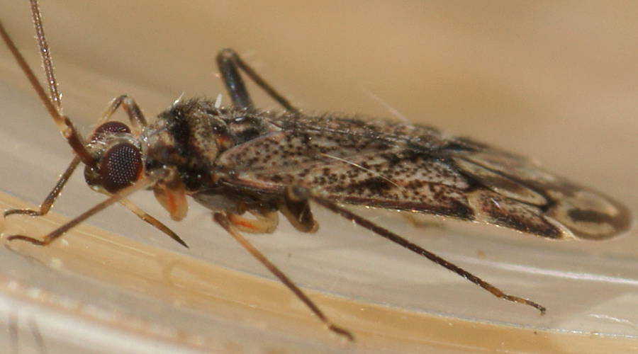 Hairy Large-eyed Mirid Bug (Miridae sp)