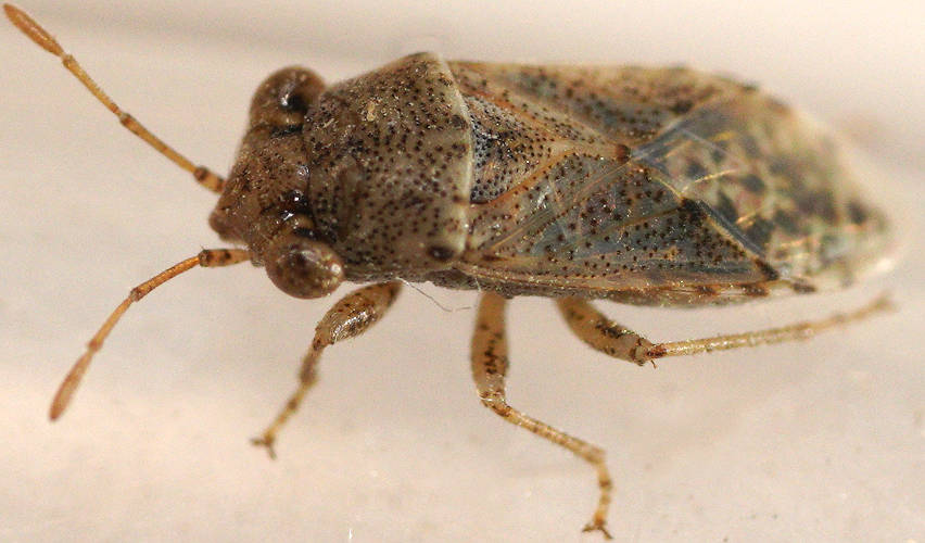Grey Big-eyes Bug (Unicageocoris griseus)