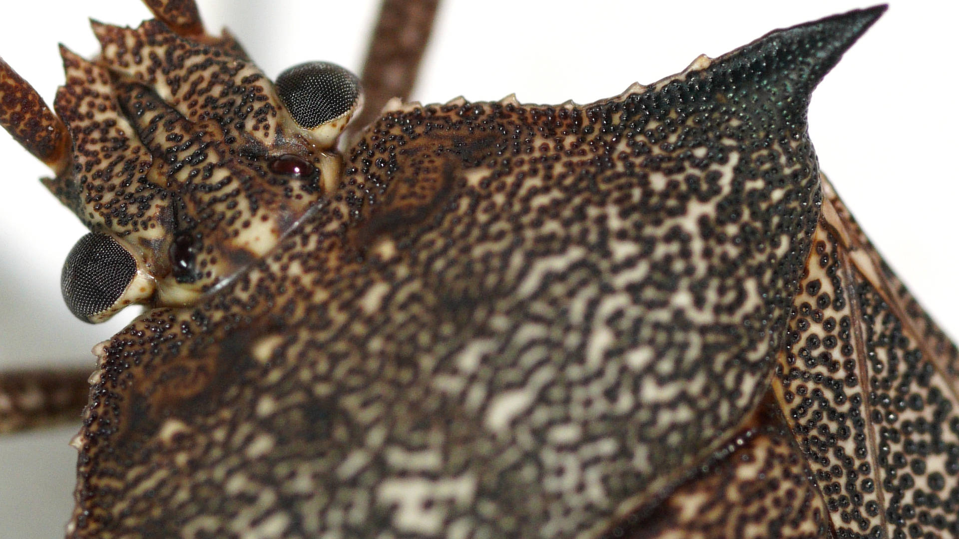 Spiny Shield Bug (Neagenor spinosus)