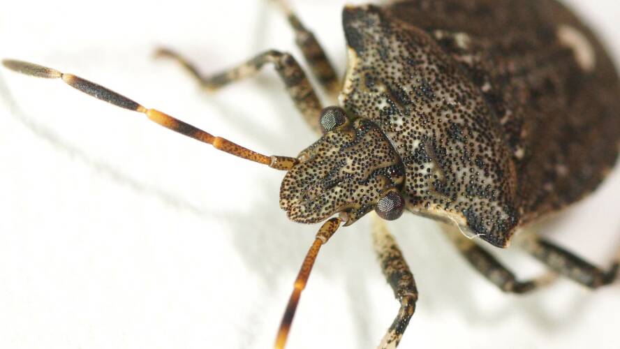 Small Snouted Stink Bug (Kalkadoona sp)