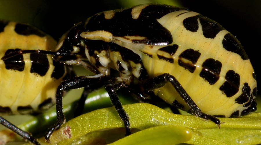 Variable Shield Bug (Choerocoris variegatus)
