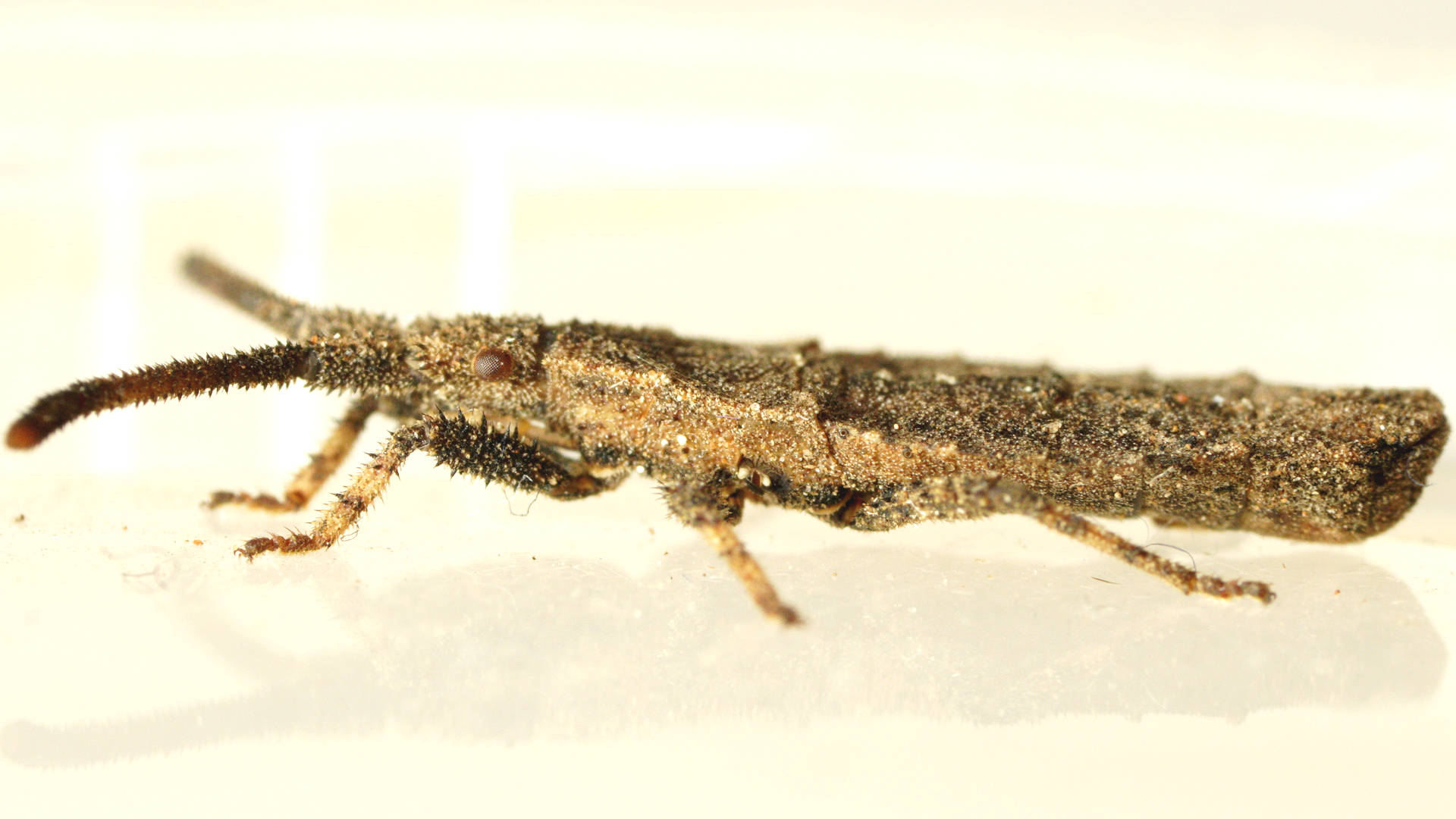 Wingless Coreid Bug (Agriopocoris froggatti)