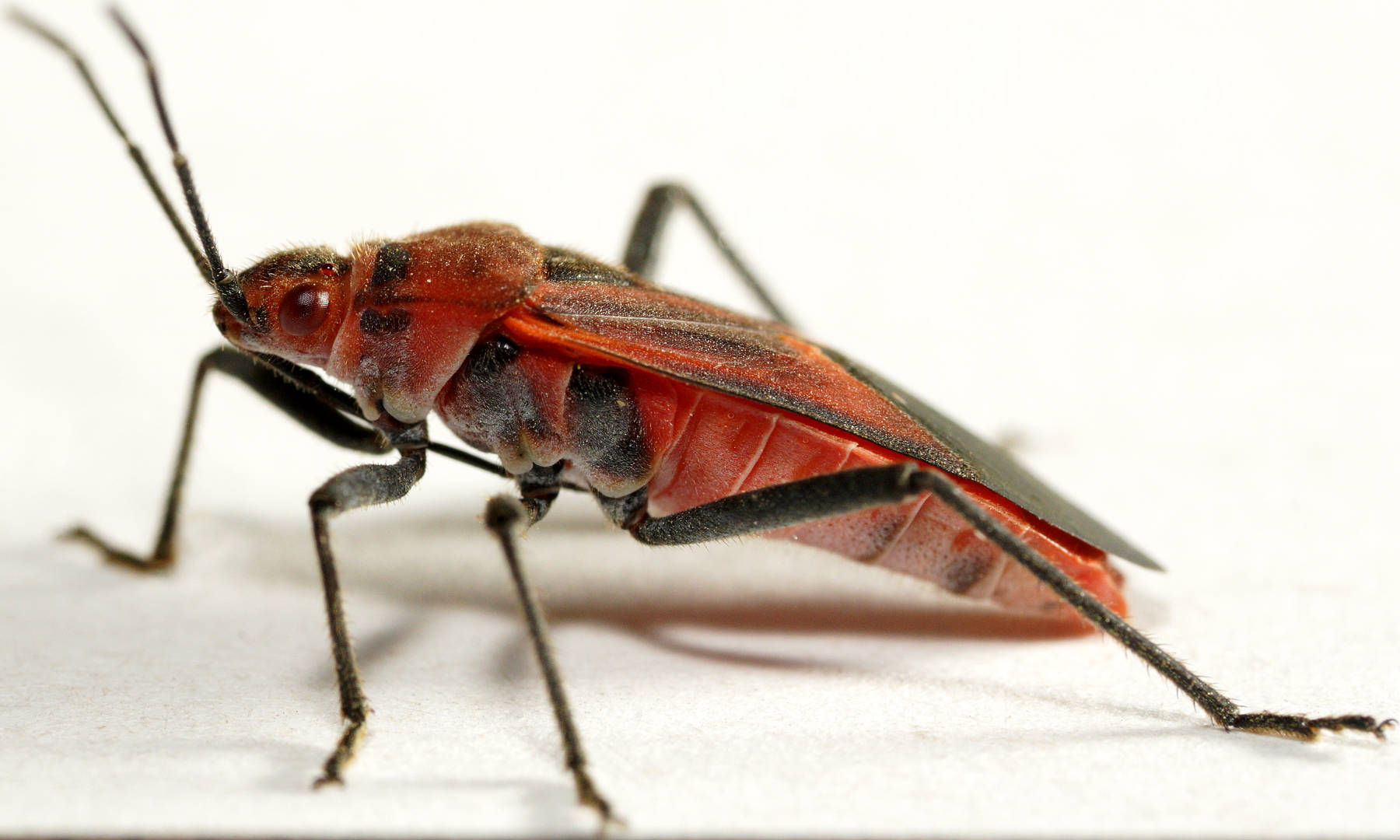 Red Eyes Bug (Leptocoris mitellatus)