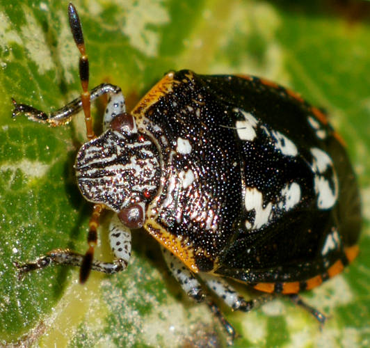 Pittosporum Bug (Pseudapines geminata)