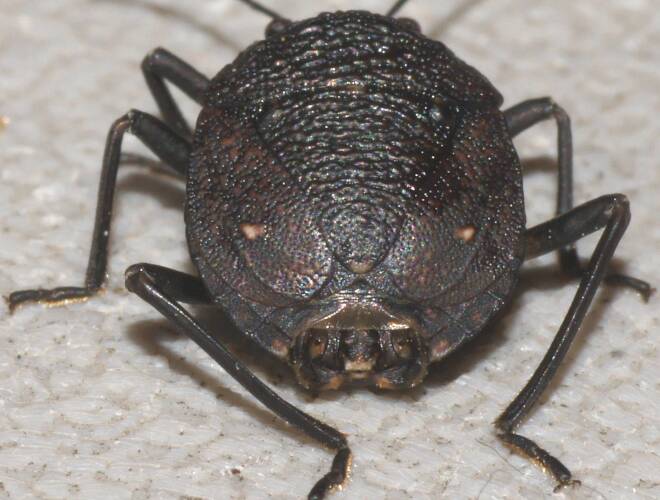 Toad Stink Bug (Platycoris rugosus)