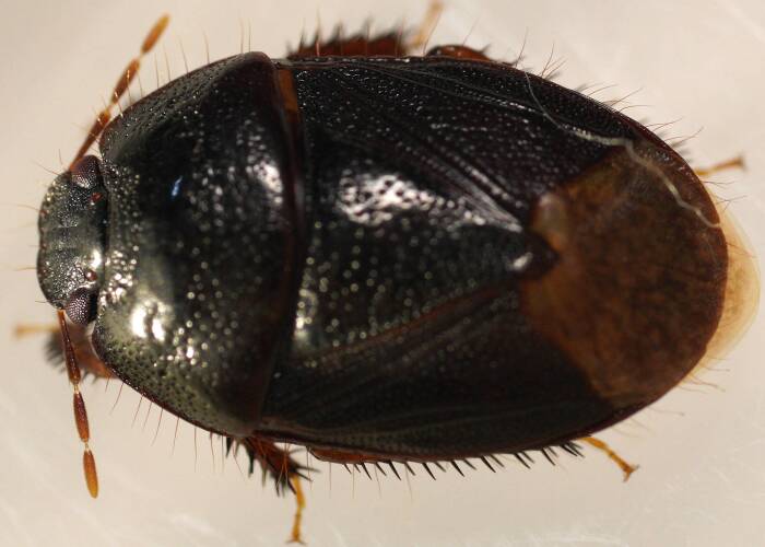 Burrowing Bug (Adrisa sp)