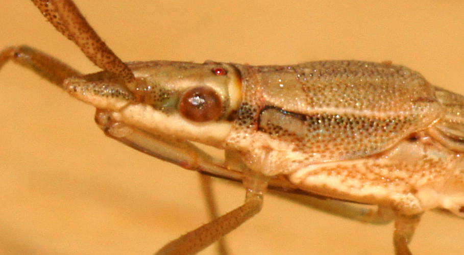 Long Broad-headed Bug (Mutusca brevicornis)