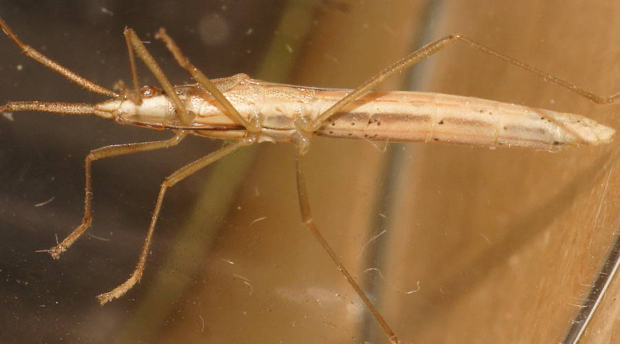 Long Broad-headed Bug (Mutusca brevicornis)