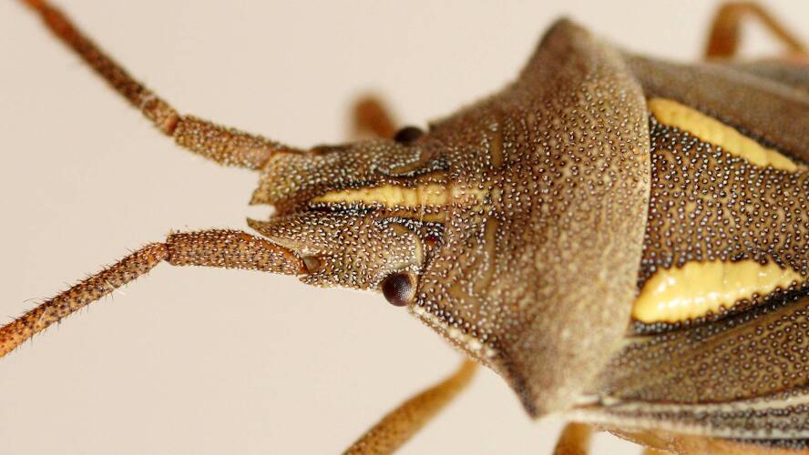 Beautiful Plant Bug (Poecilotoma callosa)