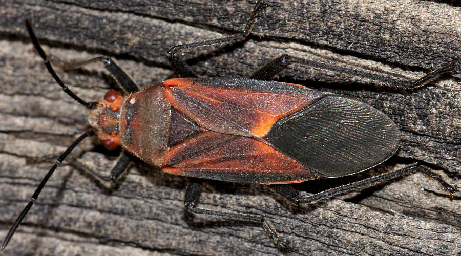 Red Eyes Bug (Leptocoris mitellatus)