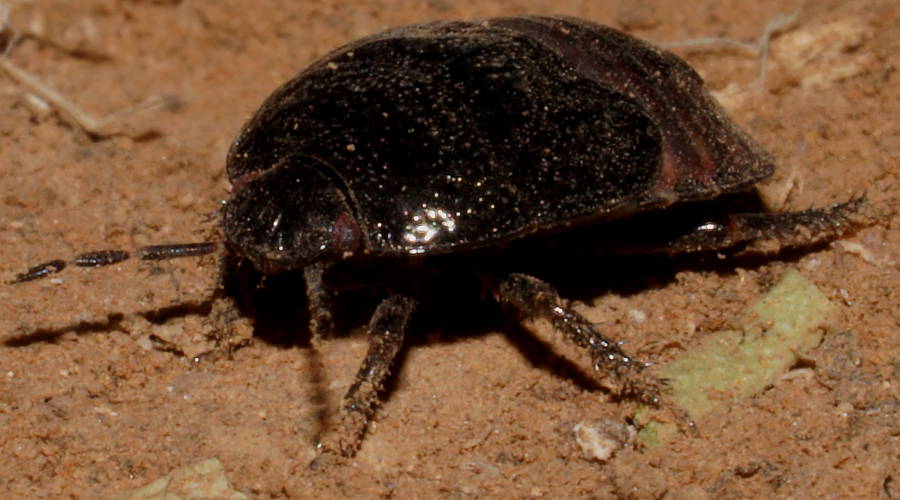 Burrowing Bug (Adrisa sp)