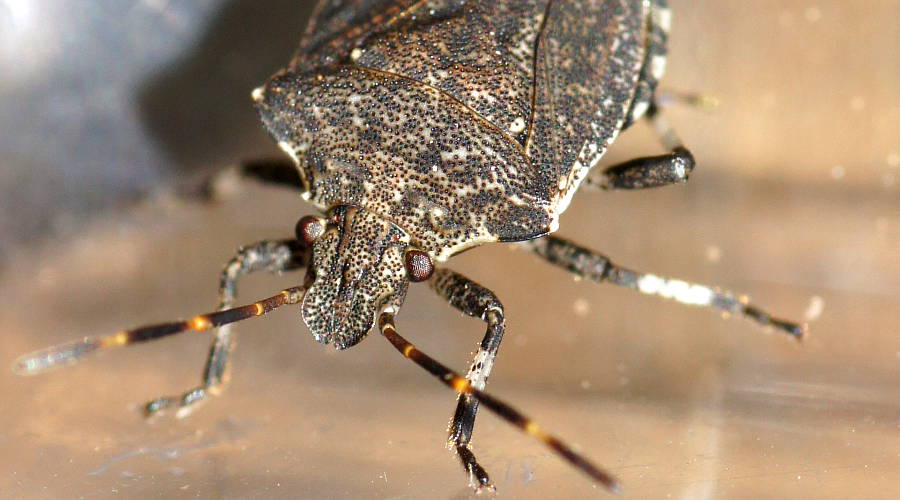 Large Snouted Stink Bug (Kalkadoona enchylaenae)