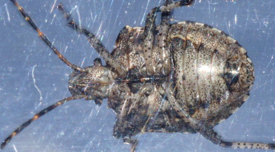 Large Snouted Stink Bug (Kalkadoona enchylaenae)