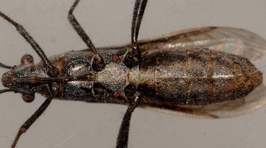 Brown Senna Bug (Melanacanthus cf scutellaris)