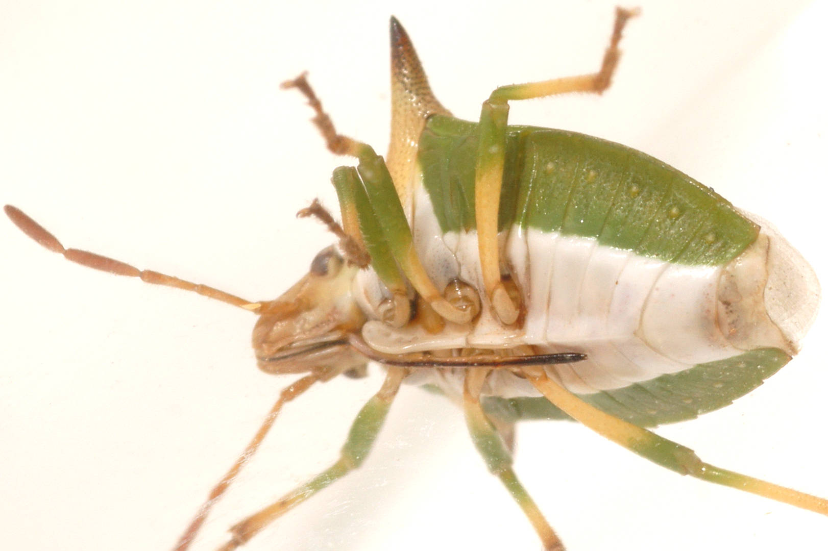 Long-spined Shield Bug (Cuspicona longispina)