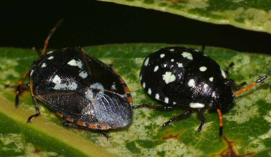 Pittosporum Bug (Pseudapines geminata)