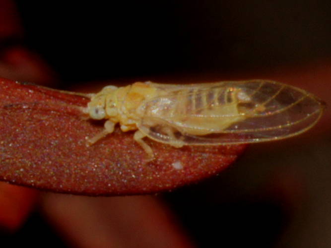 Melaleuca psylloid (Boreioglycaspis melaleucae)