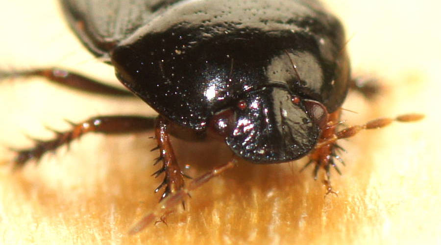 Segmented-antennae Burrowing Bug (Geotomini sp)