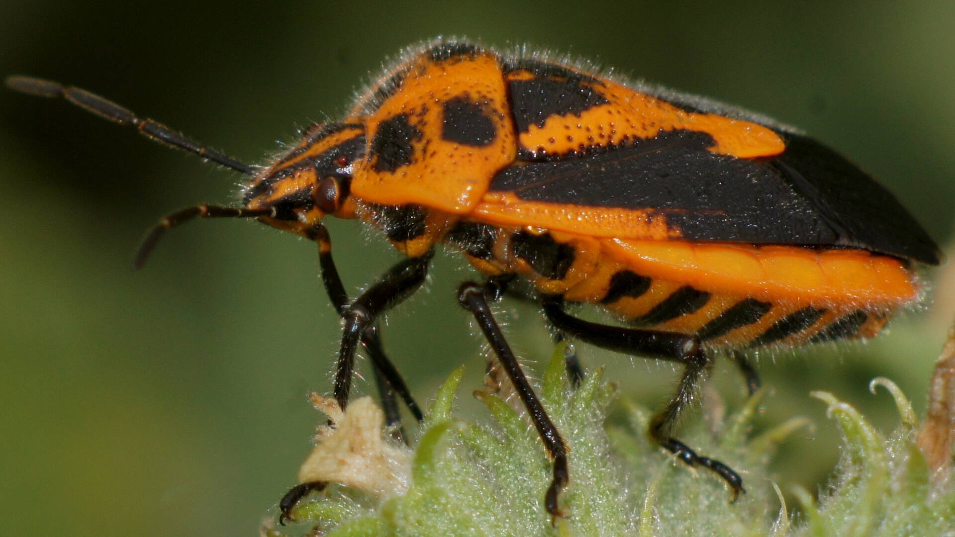 Horehound Bug (Agonoscelis rutila)