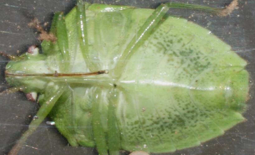 Green Shield Bug (Rhynchocorini sp)