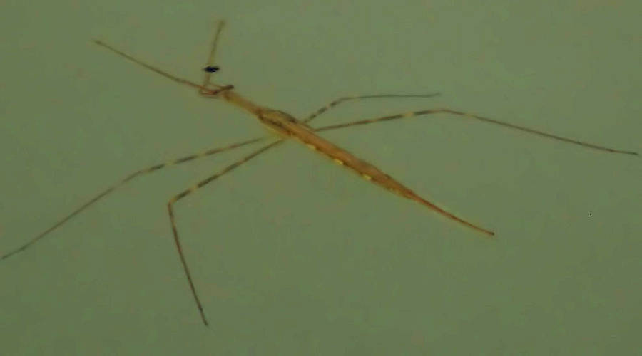 Needle Bug (Ranatra dispar)