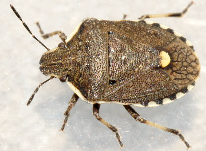Visible Net-veined Shield Bug (Dictyotus conspicuus)