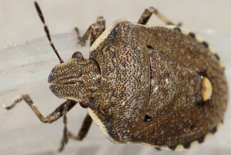 Visible Net-veined Shield Bug (Dictyotus conspicuus)