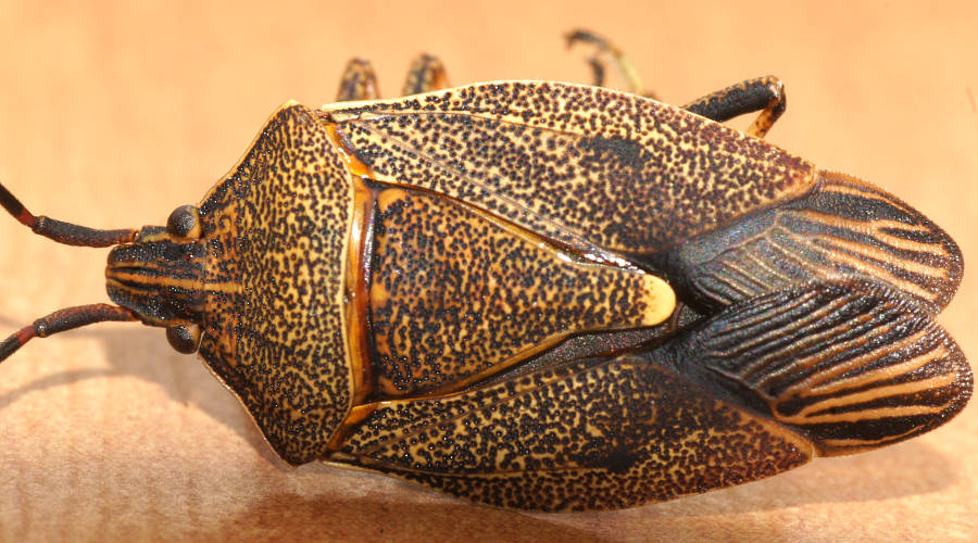 Long Gum-tree Shield Bug (Poecilometis strigatus)