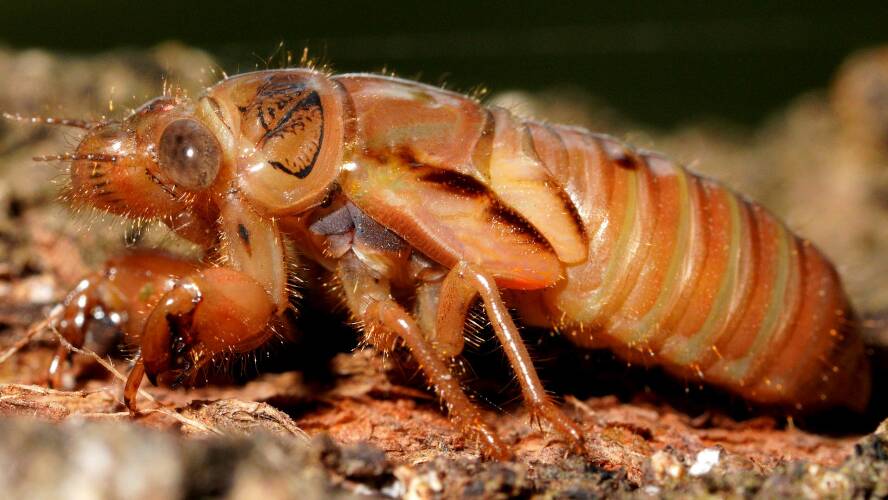 Cicada (Cicadidae sp)