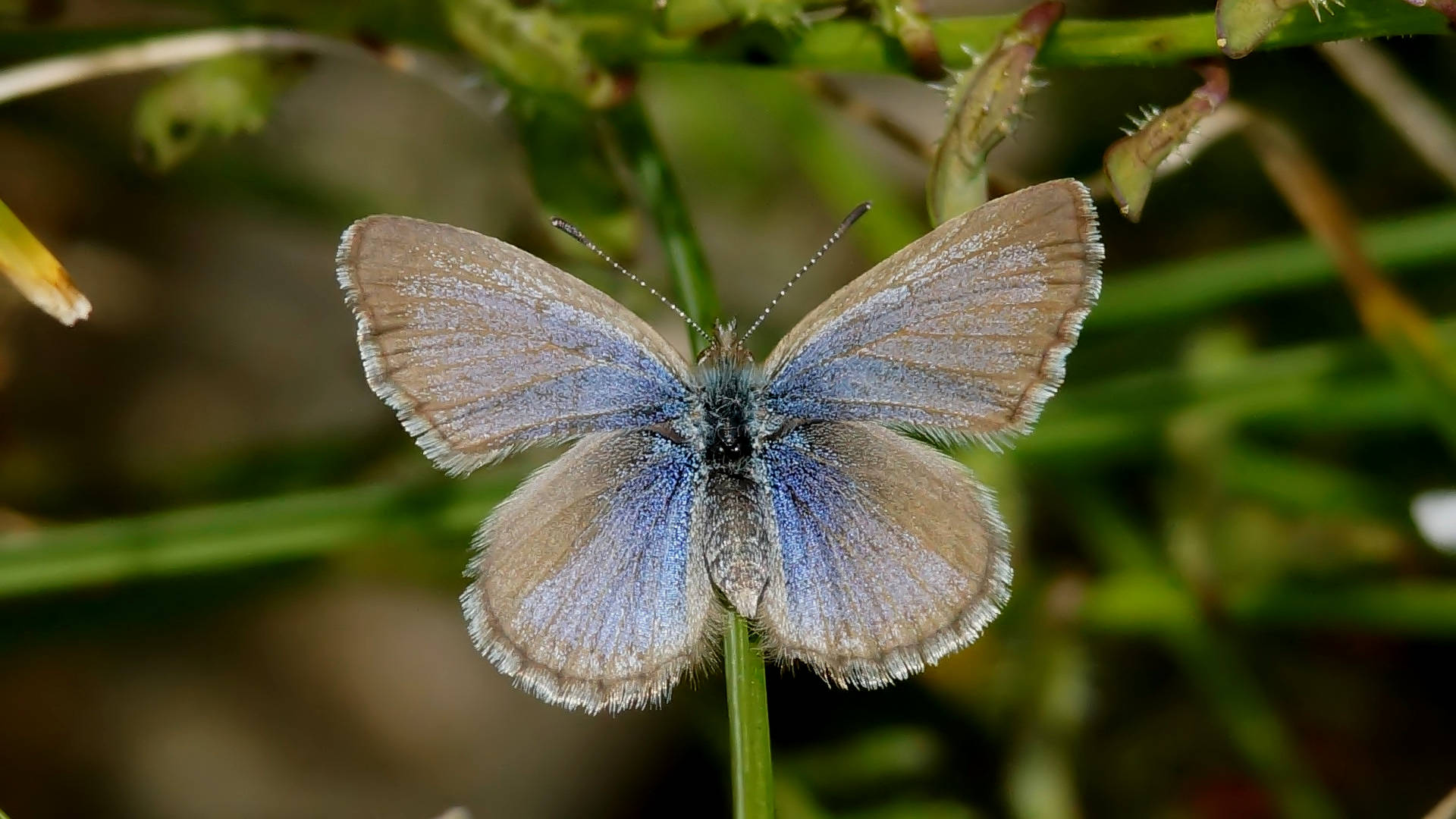 Grass-blue (Zizina otis ssp labradus)