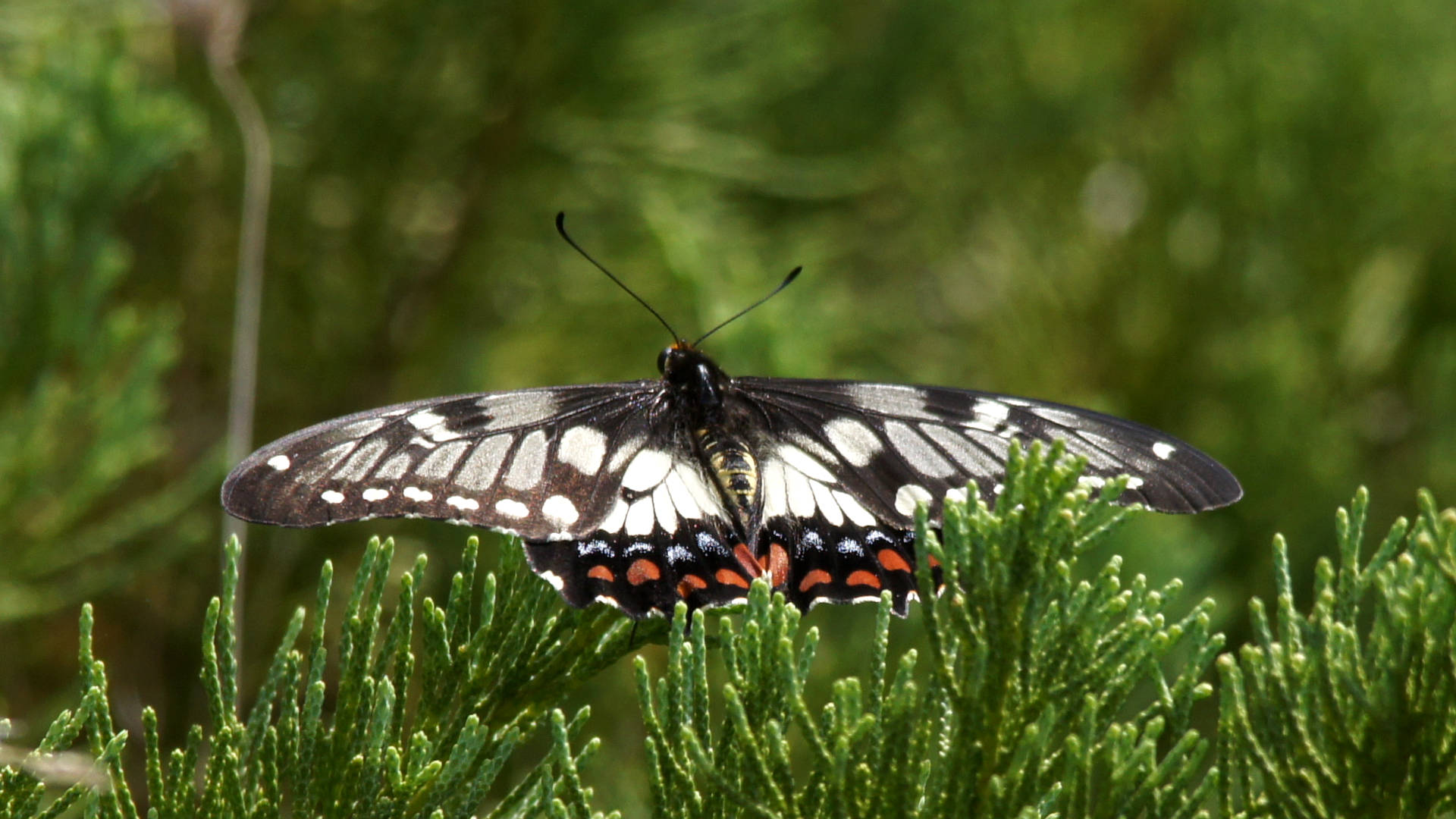 Dainty Swallowtail (Papilio anactus)