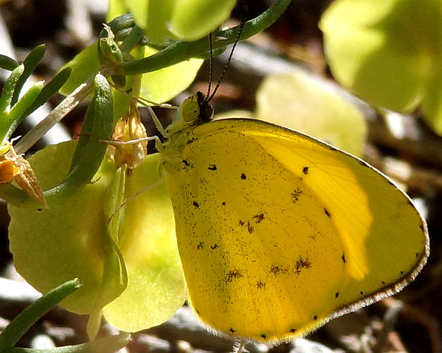Small Grass-yellow Butterfly (Eurema smilax)