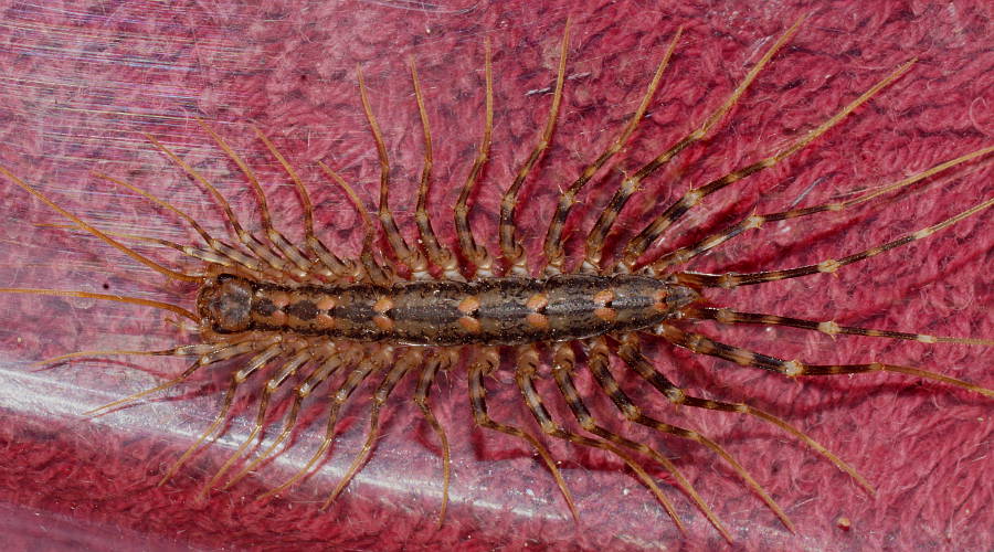 House Centipede (Allothereua maculata)