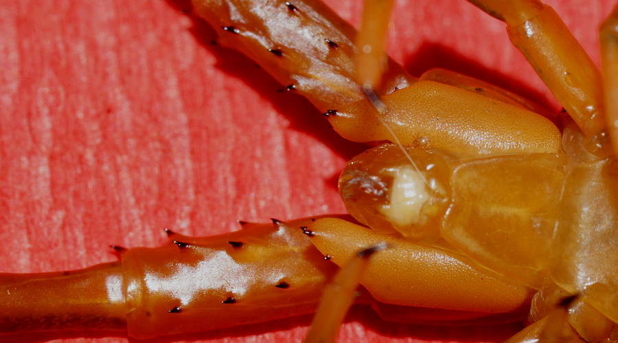 Giant Centipede (Ethmostigmus rubripes)