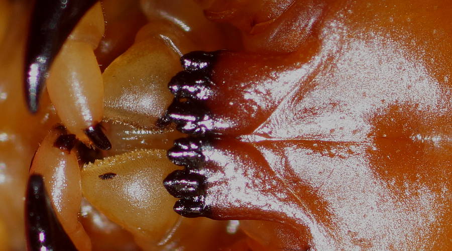 Giant Centipede (Ethmostigmus rubripes)
