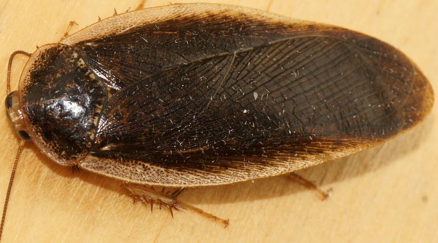 Clear Rimmed Native Cockroach (Calolampra sp)