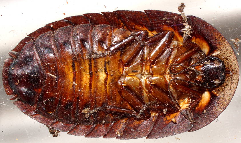 Bark Cockroach (Laxta sp)