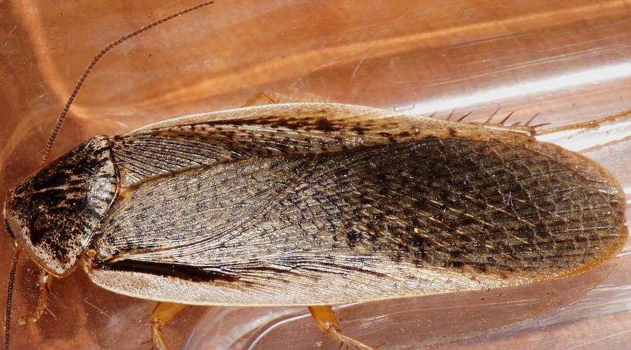 Clear Rimmed Native Cockroach (Calolampra sp)